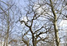 Wanderung im Naturpark Steinhuder Meer – Mit dem Ranger Bäume im Winter bestimmen