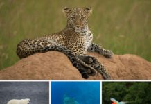 Naturwunder Erde: Eine Weltreise voller Bilder, Erlebnisse und Musik mit Markus Mauthe