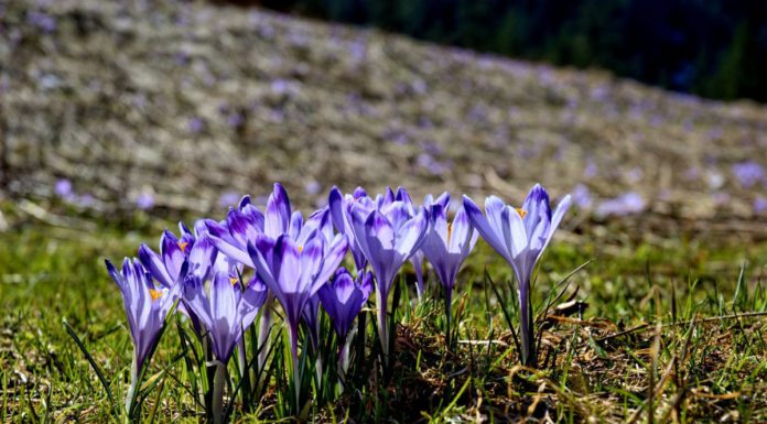 Der Frühling kann eingeläutet werden
