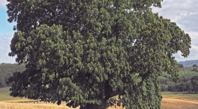 SPD Fraktionsspitze im Amt bestätigt