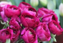 Pfingsten – Was steht hinter dem Feiertag?