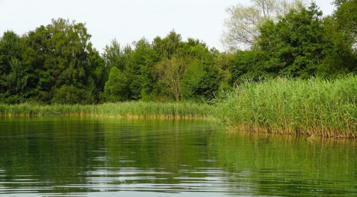 Vorsicht beim Baden: Erhöhtes Aufkommen von Blaualgen