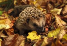 Die besten Gartentipps im September