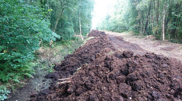 Nasse Moore sind gut für den Klimaschutz und den Wasserstand des Steinhuder Meeres