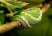 Reptilien und Amphibien erobern das Jugendhaus