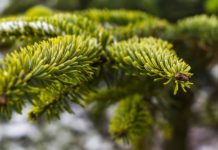 O Tannenbaum, wohin mit Dir? Abholtermine!