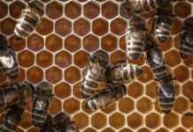 Verdacht auf Amerikanische Faulbrut in der Region bestätigt