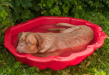 Die Hundstage kommen – Es wird heiß!