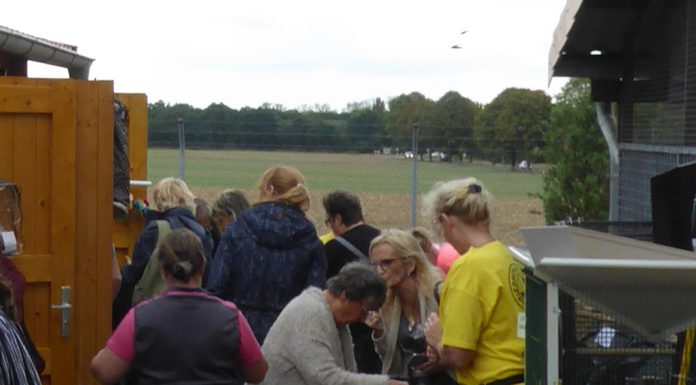Garagenflohmarkt im Tierheim „Steinhuder Meer“ war ein voller Erfolg