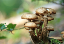 Herbstzeit ist Pilzzeit: Das sollten Sie wissen!