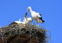 Mehr Störche, weniger Nachwuchs: Es mangelte an Regenwürmern