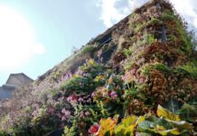 Gut für die Artenvielfalt und das Kleinklima: Geld für Gründächer