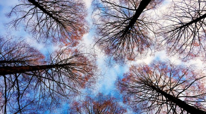 Empfehlung zum Aufenthalt unter Bäumen