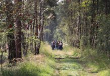 Naturpark Steinhuder Meer beteiligt sich an Deutschen Waldtagen 2020