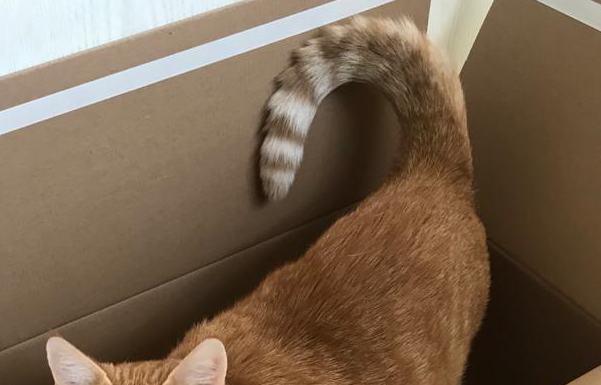 Kater in Dedensen entlaufen – Wer hat Schlumpi gesehen?