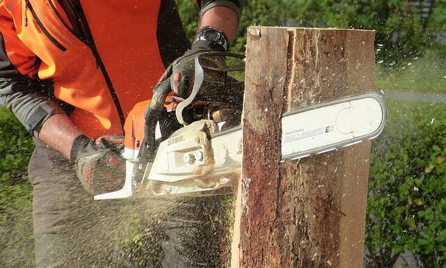 Fällungen im Wunstorfer Moor beginnen: Verkehrssicherungsaktion im Naturpark Steinhuder Meer