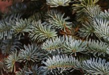 aha holt Weihnachtsbäume ab: Abholtage sind die jeweiligen Bioabfuhrtage