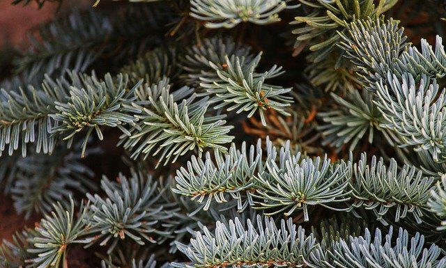 aha holt Weihnachtsbäume ab: Abholtage sind die jeweiligen Bioabfuhrtage