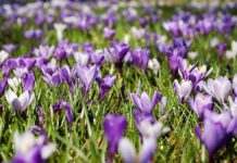 Gartenarbeiten im März: Das ist jetzt wichtig