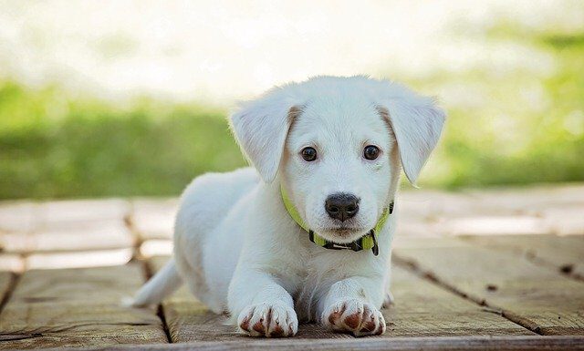 Anmeldung eines Hundes muss innerhalb einer Woche nach Anschaffung erfolgen
