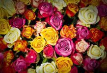 Weltweiter Pflanz-eine-Blume-Tag 2021: Blumen sorgen für eine farbenfrohe Welt!