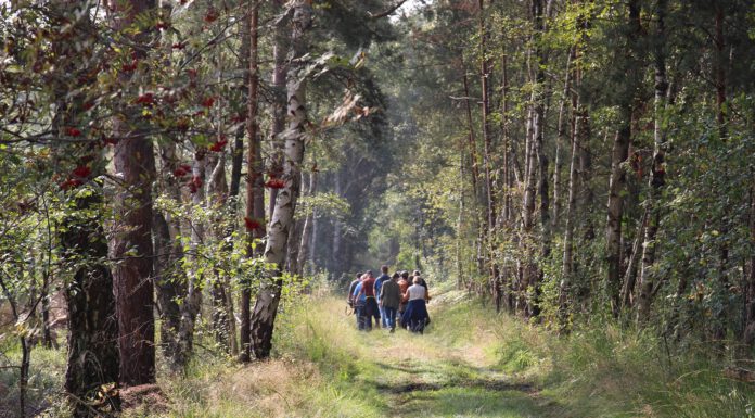 Den Grinderwald oder das Tote Moor erkunden: Das Veranstaltungsprogramm des Naturparks Steinhuder Meer im August
