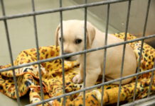 Reisen mit Tieren – Veterinäramt der Region appelliert: vor Reiseantritt Einfuhrbestimmungen prüfen