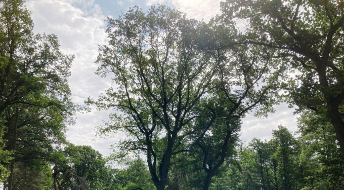Tierische Landschaftspfleger auf dem Weißen Berg: Moorschnucken grasen auf der Binnendüne am Surfstrand in Mardorf