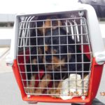 Bundesautobahn (BAB) 2: Polizei befreit Hundewelpen und ein Kätzchen