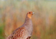 Volle Deckung: Schutz und Nahrung für Rebhühner in der Region
