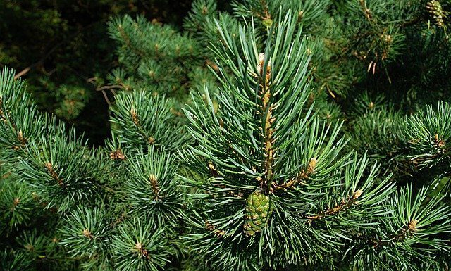 Ab dem 10. Januar werden die ausrangierten Weihnachtsbäume von „aha“ an den Bioabfuhrtagen abgeholt