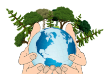 Tag des Baumes 2022: Wälder in der Region Hannover unter Stress – Trockenheit und Klimawandel beeinträchtigen Bäume und Wälder