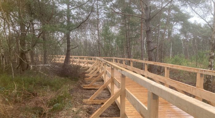 Stege am Erlebnisweg Totes Moor erneuert – Weg zum Seerosensee jetzt stufenlos nutzbar