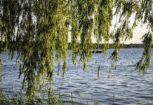 Naturpark Steinhuder Meer: Wildpflanzen-Exkursion am 25. Mai – Bitte begeistern – Veranstaltung für Menschen in der Umweltkommunikation