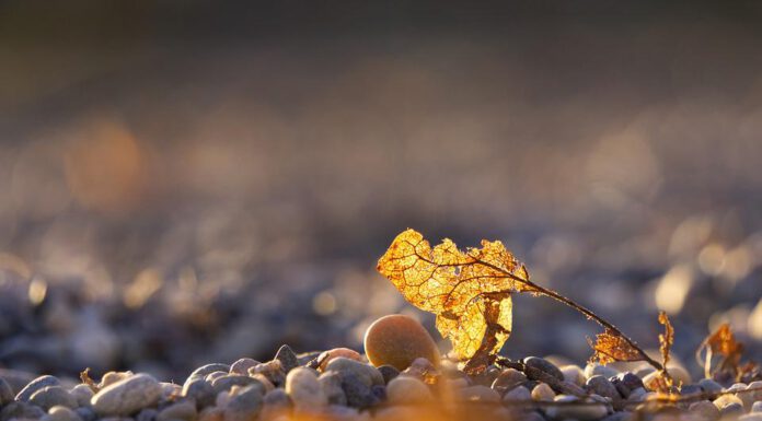 Schottergärten „nein danke“, die Stadt Wunstorf wirbt für Klima- und Artenschutz im privaten Bereich