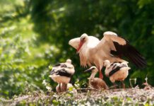 Das Storchenjahr 2022 setzt schon jetzt Rekorde – 27 neue Neststandorte und Rekordpopulation