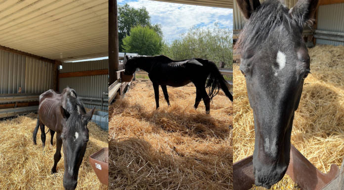 Älterer Hengst in fürsorgliche Hände abzugeben – Region sucht erfahrene Pferdehalter/innen