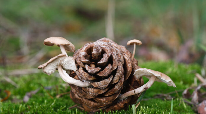 Naturpark Steinhuder Meer: Pilzerleben mit dem Ranger – Vier geführte Wanderungen im September und Oktober