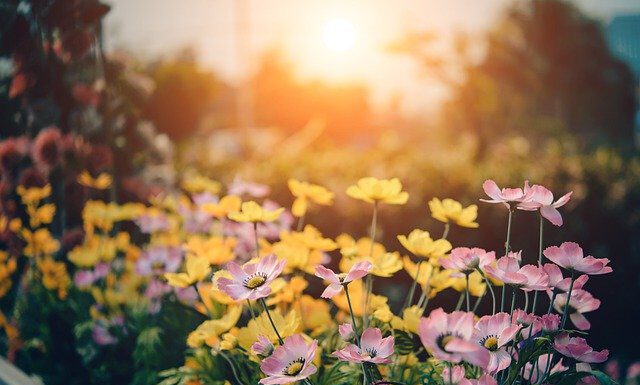 Veranstaltung „Grüne Vielfalt in Wunstorfer Gärten“ am 27. September 2022