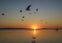 Gemeinsame Werte: Ein Kodex für das Steinhuder Meer -12. Steinhuder Meer Konferenz am 4. November im Schloss Landestrost