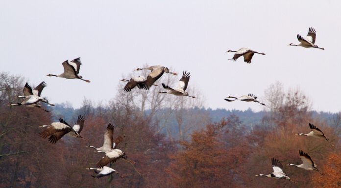 Naturparkkino: Infozentrum Steinhude zeigt „Deutschlands wilde Vögel“