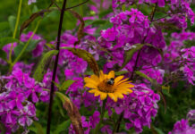 Teilschließung des Schulbiologiezentrum für Stadt- und Regionsschüler*innenrat nicht hinnehmenbar