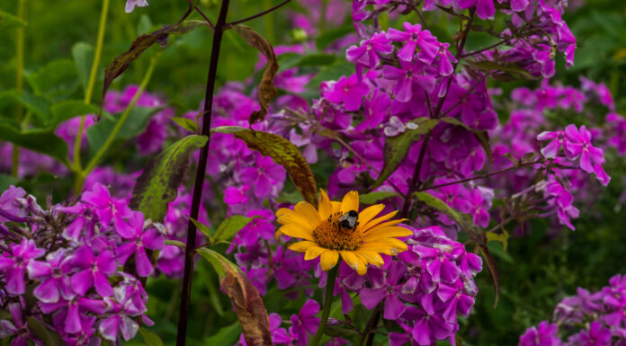Teilschließung des Schulbiologiezentrum für Stadt- und Regionsschüler*innenrat nicht hinnehmenbar