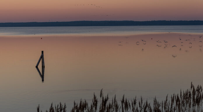 Überraschender Parteiaustritt von Kerstin Obladen – FDP erwartet Rückgabe von Mandaten im Stadt- und Ortsrat