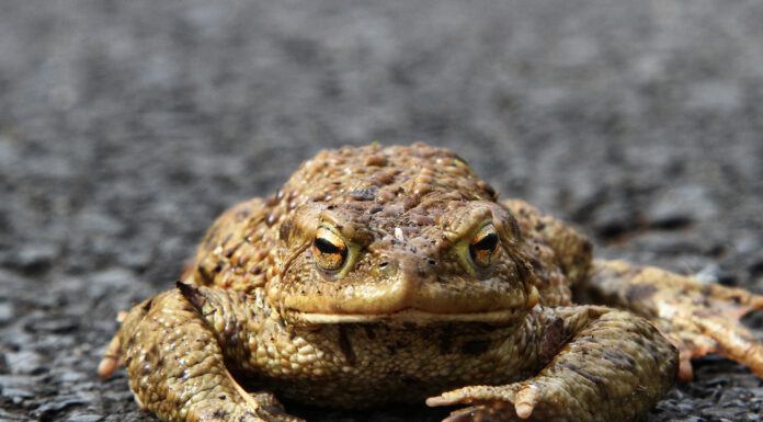 Straßensperrungen wegen Amphibienlaichwanderungen