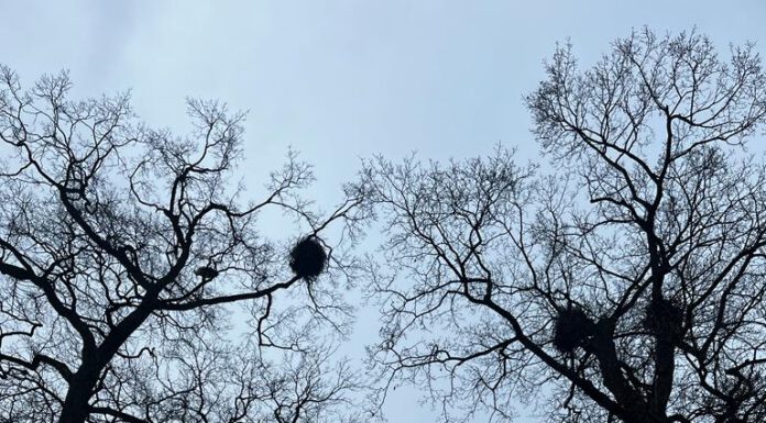 Sperrung des Spielplatzes „Auf der Worth“ wegen 10 Storchennestern