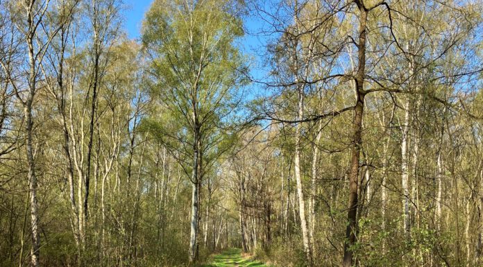 Naturpark Steinhuder Meer: Kleine Wanderung am 23. Mai Birkenwald im Naturpark Steinhuder Meer: Kleine Wanderung. Quelle Region Hannover