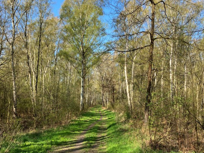Birkenwald im Naturpark Steinhuder Meer: Kleine Wanderung. Quelle Region Hannover
