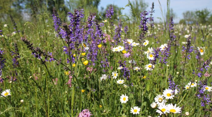Wunstorf blüht auf – Blühfläche an der Hagenburger Straße Wunstorf blüht auf