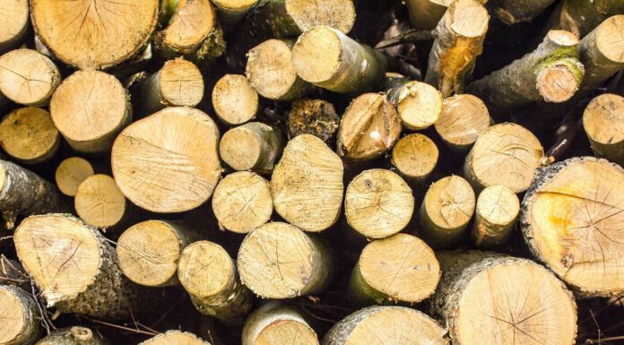 Ab dem 16. Oktober: Baumfällarbeiten im Blumenauer Kirchweg Baumfaellung+19499984-60000001